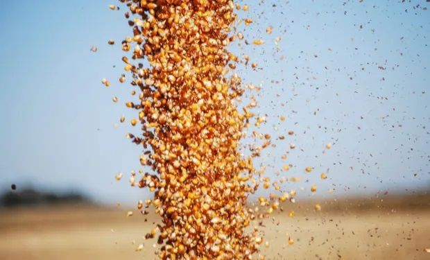 Soja vs maíz: la cosecha del cereal superó por por primera vez en 20 años a la de la oleaginosa