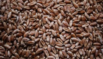 Más de US$ 46.000 la tonelada: los productos del campo que mayor valor tienen y los que más crecen en exportaciones