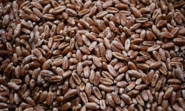 Más de US$ 46.000 la tonelada: los productos del campo que mayor valor tienen y los que más crecen en exportaciones