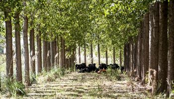 Tener hacienda bajo sombra de árboles permite un diferencial de 4,2 kilos por animal