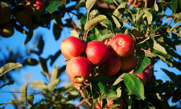 Senasa volvió a desregularizar normativas para la exportación de hortalizas y frutas