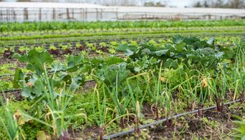 Senado impulsa la creación de un fondo para agricultura familiar