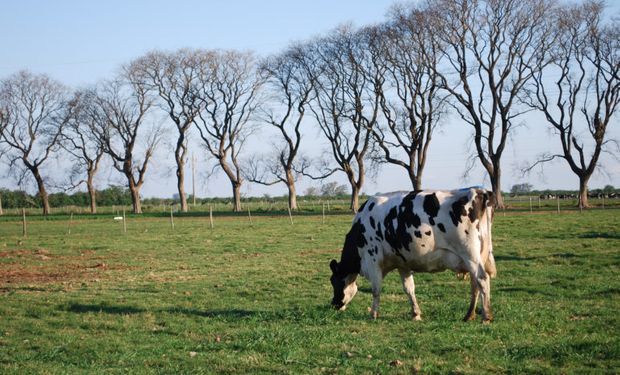 Buscan promover la adopción y aplicación de buenas prácticas agropecuarias para el sector lácteo.