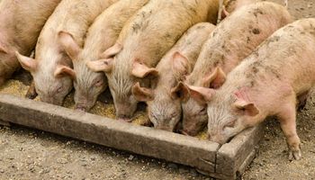 Alerta sanitaria: veterinarios y agrónomos piden que el coronavirus no tape a la Peste Porcina Africana