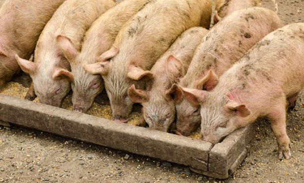 China: identifican un virus portado por cerdos y amenaza con ser una nueva pandemia