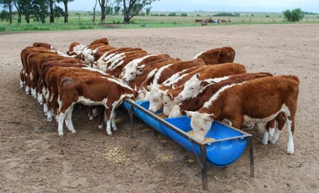 Argentina busca aumentar un 50 % las exportaciones de nutrición animal