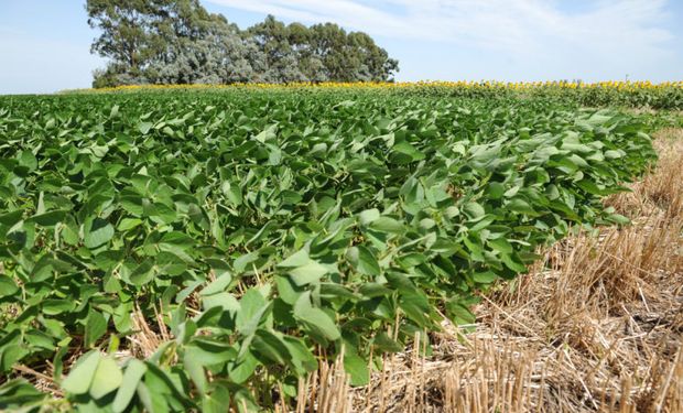 ¿En pesos o en dólares? Qué oportunidades aparecen para financiar los costos del campo y la inversión en el nuevo contexto