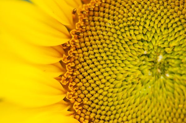 girasol argentina