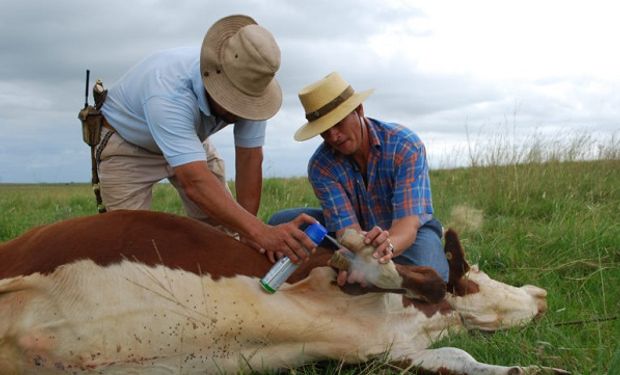 Senasa extiende hasta octubre el plazo para la revalidación de acreditaciones para veterinarios