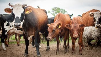 Senasa reformuló el plan de control contra el mal de la vaca loca