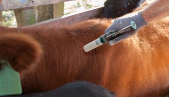 Parece aftosa pero no lo es: cómo es el virus que se detectó en Salta
