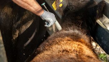Senasa lanza cursos para ser vacunador contra la fiebre aftosa y brucelosis