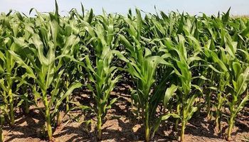 Las lluvias redujeron el daño en los cultivos y el maíz solo perdió 2 millones de toneladas de producción