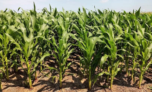 Las lluvias permitieron un buen desarrollo del maíz y la soja en el centro y norte santafesino