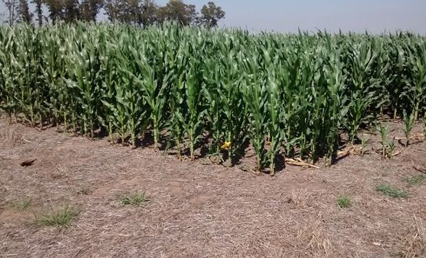 El maíz corta una racha de tres subas consecutivas en Chicago