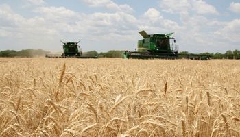 Con la cosecha de trigo avanzada, se estiman 3 millones de toneladas menos que en 2019