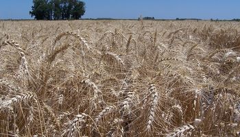 El trigo argentino logró una huella de carbono por debajo de los valores internacionales