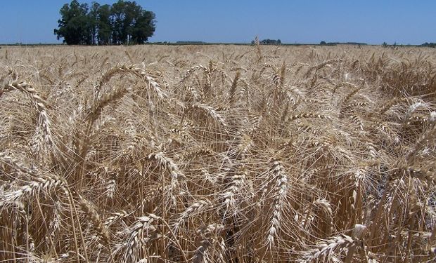 El trigo argentino logró una huella de carbono por debajo de los valores internacionales