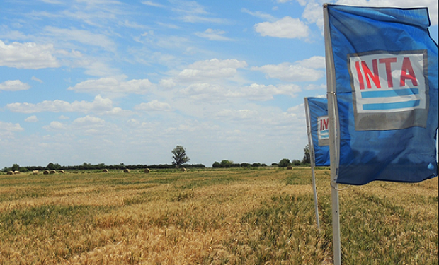 Trigo: las variedades que más rindieron de acuerdo a la red de ensayos de Santa Fe