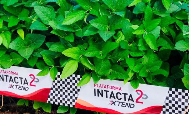 Intacta2 Xtend: Bayer espera cubrir hasta el 15% de la soja de Brasil, cuando en Argentina tiene suspendida la venta de semillas