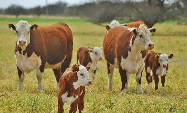 El negocio de la cría se afianza por el precio del ternero de invernada en un máximo histórico