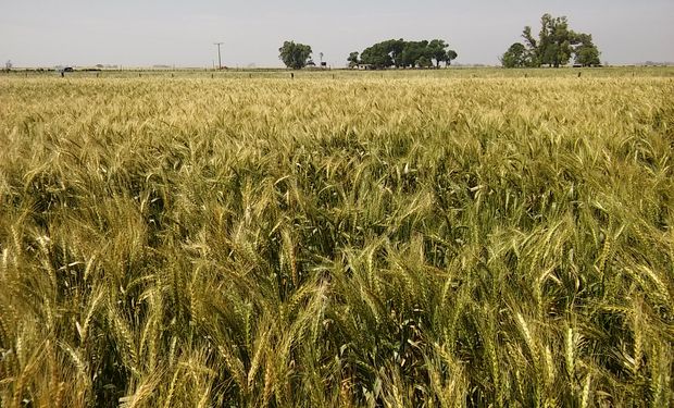 Los futuros de trigo se encaminan a registrar su mayor caída semanal desde abril
