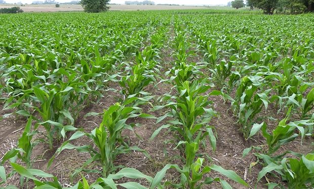 El maíz temprano sigue castigado en Córdoba, San Luis y Buenos Aires: mantiene el déficit hídrico