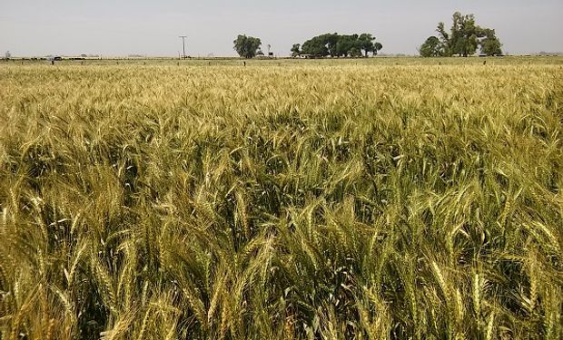 Trigo: alarma en el sur de Santa Fe y norte de Buenos Aires por la falta de lluvias