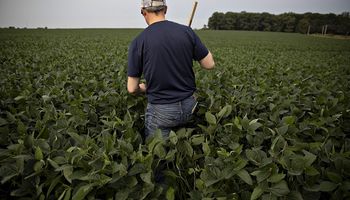 Soja y maíz, a la espera de un dato clave: qué factores influyen en la decisión de siembra de los productores en Estados Unidos
