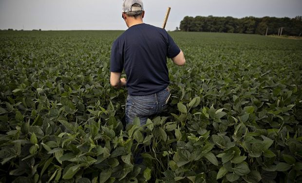 Soja y maíz, a la espera de un dato clave: qué factores influyen en la decisión de siembra de los productores en Estados Unidos