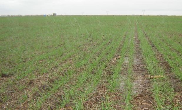 Más allá de la condición agronómica, la mayor intención de trigo no alcanzó para dinamizar el valor de los alquileres (La Voz).