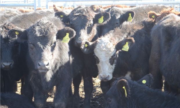 El proyecto de ley que presentó el Gobierno la semana pasada pretende modificar el nombre por el de Instituto de Promoción de la Carne Argentina (IPCA)