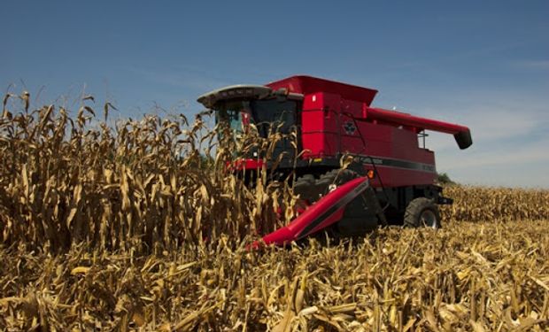 Maíz y trigo: cómo cubrirse frente al riesgo de mayor intervención del Gobierno