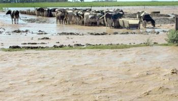 Por los caminos anegados, en Santa Fe tiran la leche