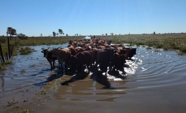 Alertan que podrían morir hasta 120.000 vacas por las inundaciones.