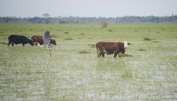 Recomendaciones para productores del Noreste ante las intensas precipitaciones