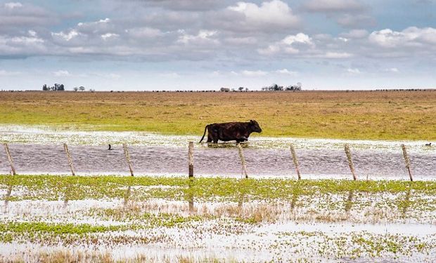 En casos de cambios de comportamiento de los animales se debe consultar de inmediato al veterinario.