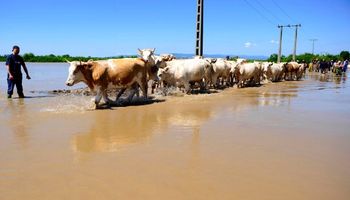 Córdoba: alimento balanceado para productores afectados 