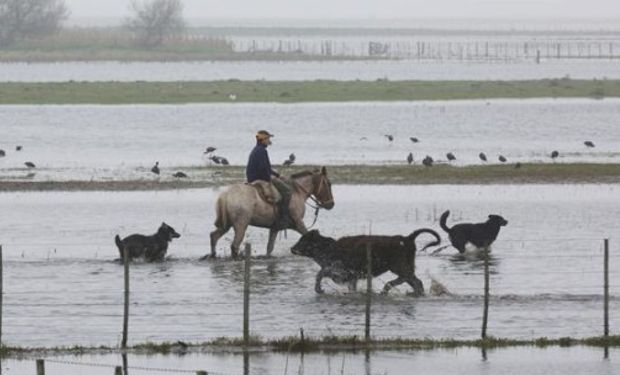 En ganadería las pérdidas serán por mortandad, ventas forzadas y pérdidas de pasturas. Foto: Santiago Hafford