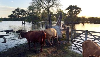 Inundaciones ya causan desastres en el delta del Paraná