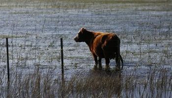 Inundaciones afectaron a 11 millones de animales