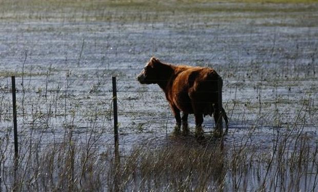 Escena en la ruta 74, entre General Madariaga y Las Armas; la hacienda tiene poco pasto por la inundación. Foto: LA NACION / Mauro V. Rizzi