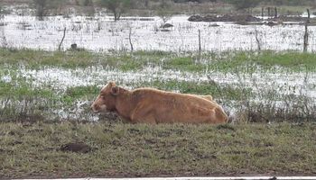 El drama del agua: hay 50 mil animales muertos por las lluvias en Corrientes