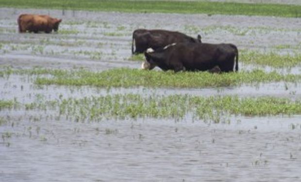 Destinarán $500 millones para ayudar a productores inundados