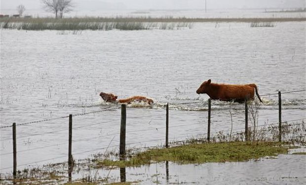 En Bolívar, la hacienda no tiene pasto disponible por el avance del agua. Foto: LA NACION / Santiago Hafford.