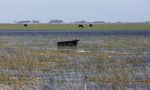 Inundaciones: bajó la oferta de ganado, pero esperan que no suba la carne. Foto: LA NACION / Mauro V. Rizzi.