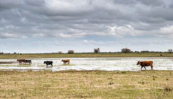 Senasa facilita el movimiento de hacienda en zonas de inundación e incendios