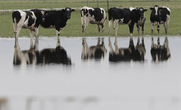 El problema de la producción de leche por el fenómeno climático se agrava.