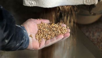 La siembra de cereales de Ucrania podría caer hasta un 39% por la invasión rusa