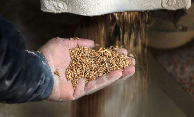 La siembra de cereales de Ucrania podría caer hasta un 39% por la invasión rusa